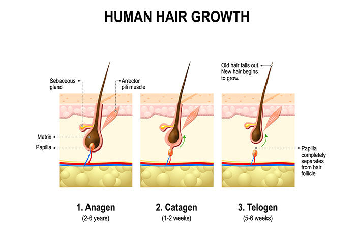 Hair Growth in Stages...